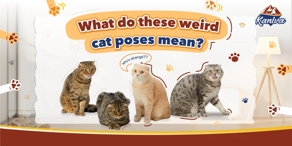 Cat Pose Meaning: Decode Your Cat’s Strange & Cute Gestures