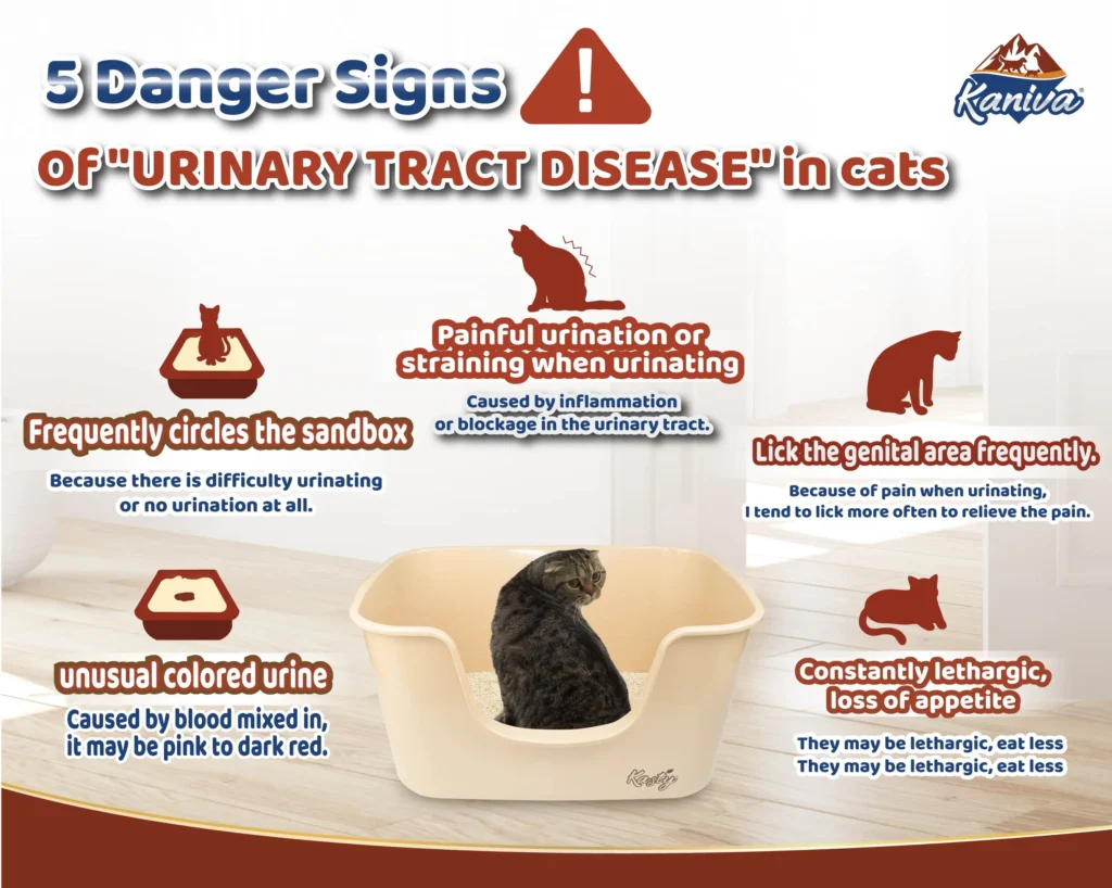 Urinary Health Warning Signs in Young Cats