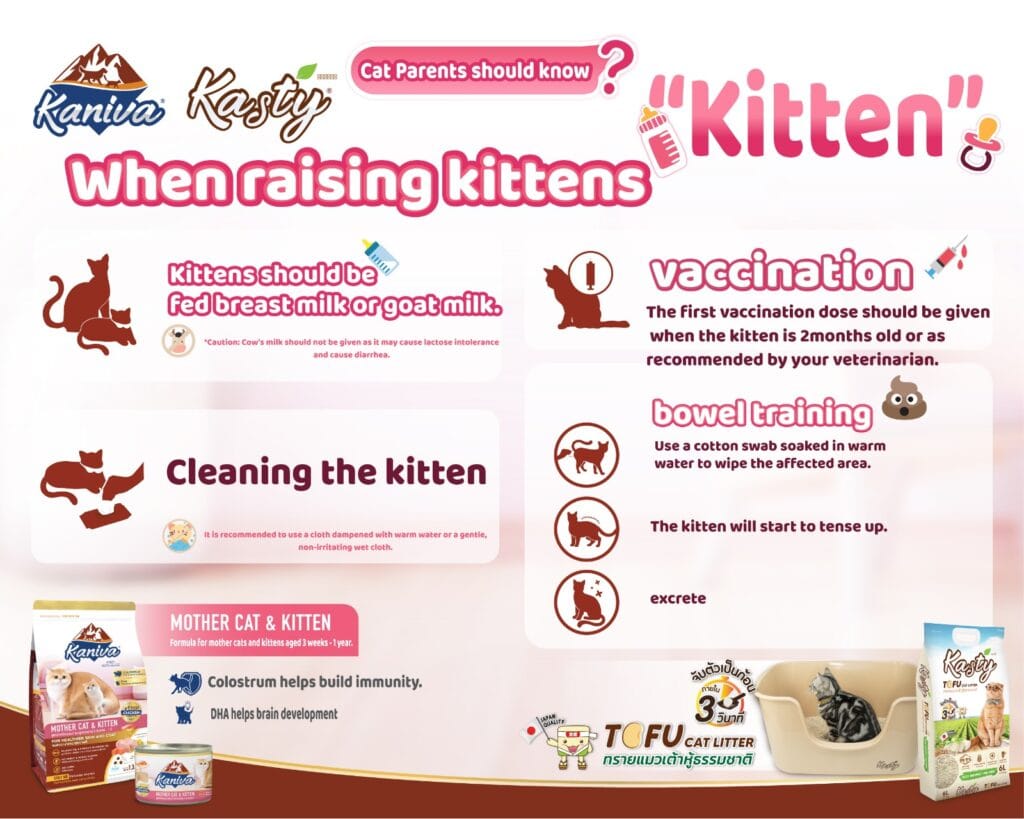 The Ultimate Kitten Care Guide | Feeding, Cleaning & Training Tips